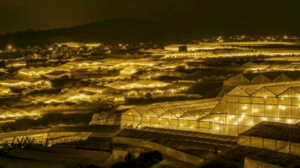 Làng hoa Thái Phiên về đêm lan tỏa khắp không gian những tia sáng vàng ấm áp (Nguồn: Làng hoa Thái Phiên)